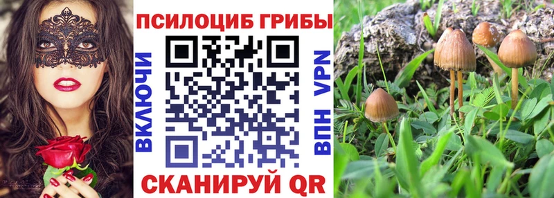 Псилоцибиновые грибы Psilocybe  купить  цена  Пойковский 